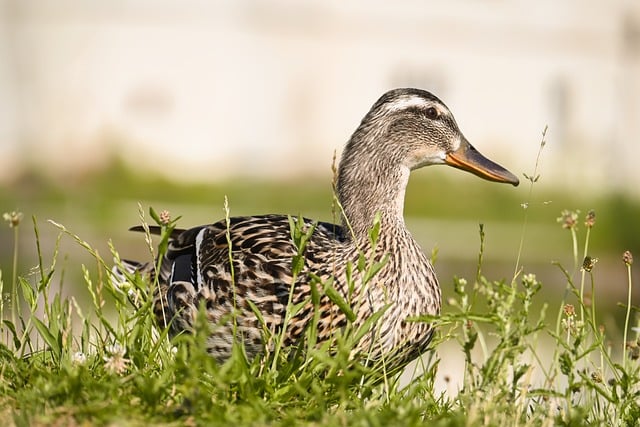 친환경 장례를 준비하는 사람들을 위한 사전 체크리스트