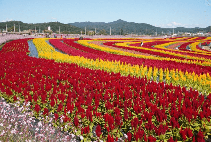 고석정꽃밭