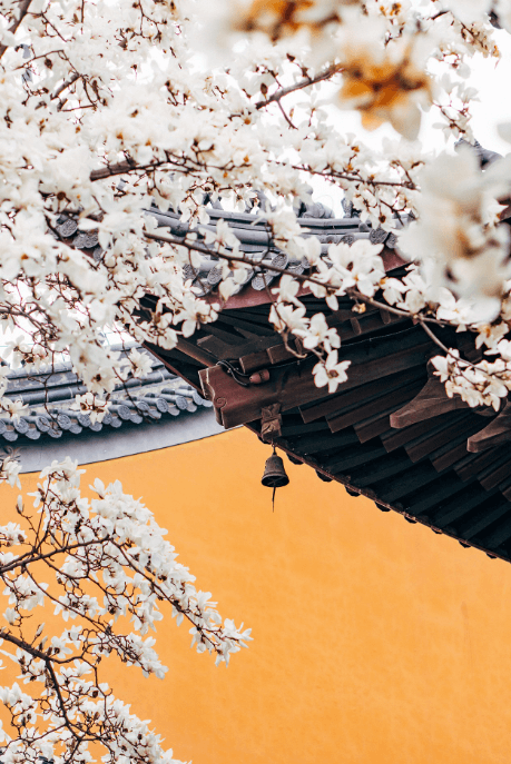 2024년 전국 벚꽃 개화시기 및 명소 추천