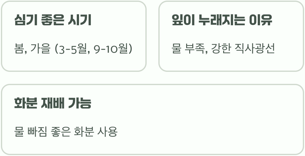 정원을 밝히는 은사초 키우기 A to Z