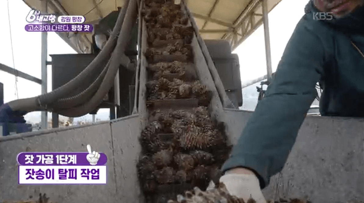 [6시내고향]강원도 평창 고급 잣 &amp;#39;평창잣농원 영농조합법인&amp;#39; 택배 배송 연락처 정보 