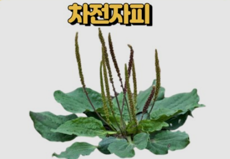 푸응 차전자피
