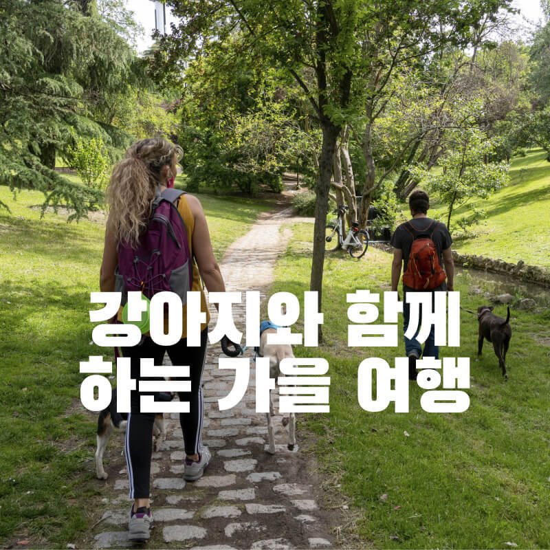 강아지와 함께하는 가을 여행