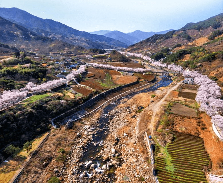 하동 벚꽃 개화시기