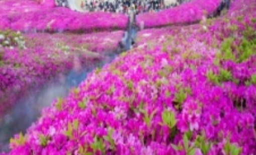 군포 철쭉축제 초대가수 및 일정 총정리