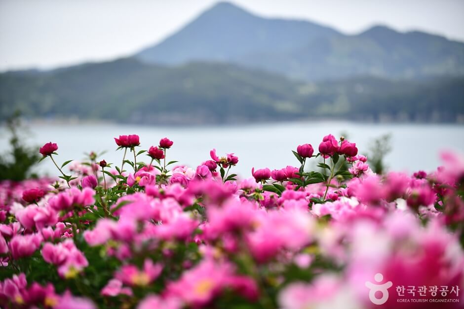 고흥 작약 꽃밭