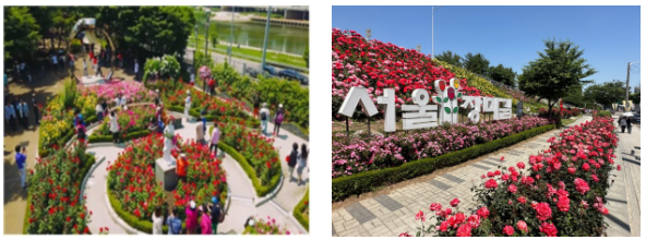 2025 중랑 서울장미축제 일정, 볼거리, 꿀팁 총정리!