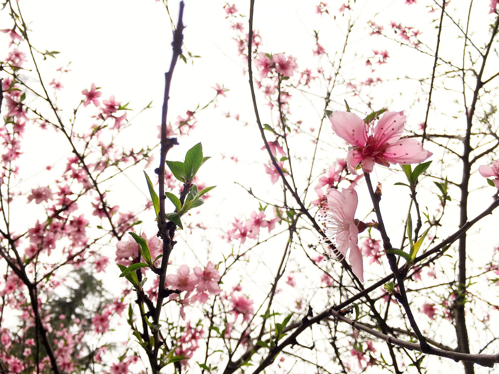 꽃말로 전하는 감정