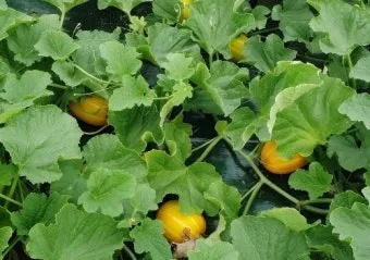 참외 순치기 순지르기 방법과 그림으로 쉽게 정리_13