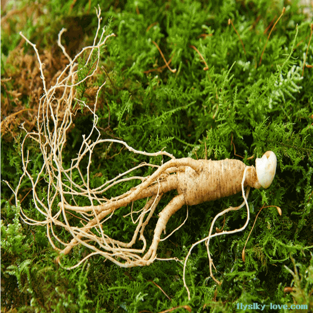 진세노사이드가 풍부한 산양삼