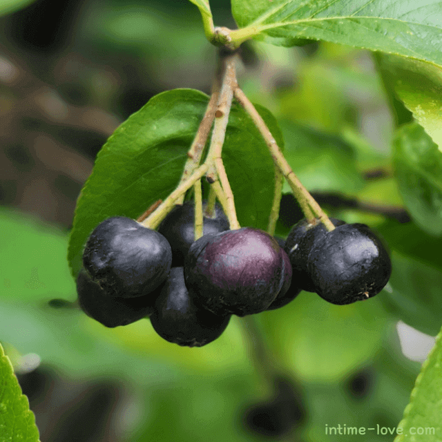 노화 예방에 효과적인 아로니아