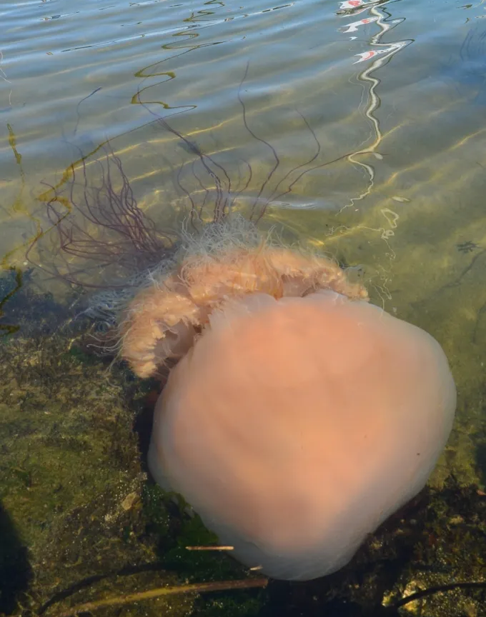 노무라-입깃-해파리-실제-사진