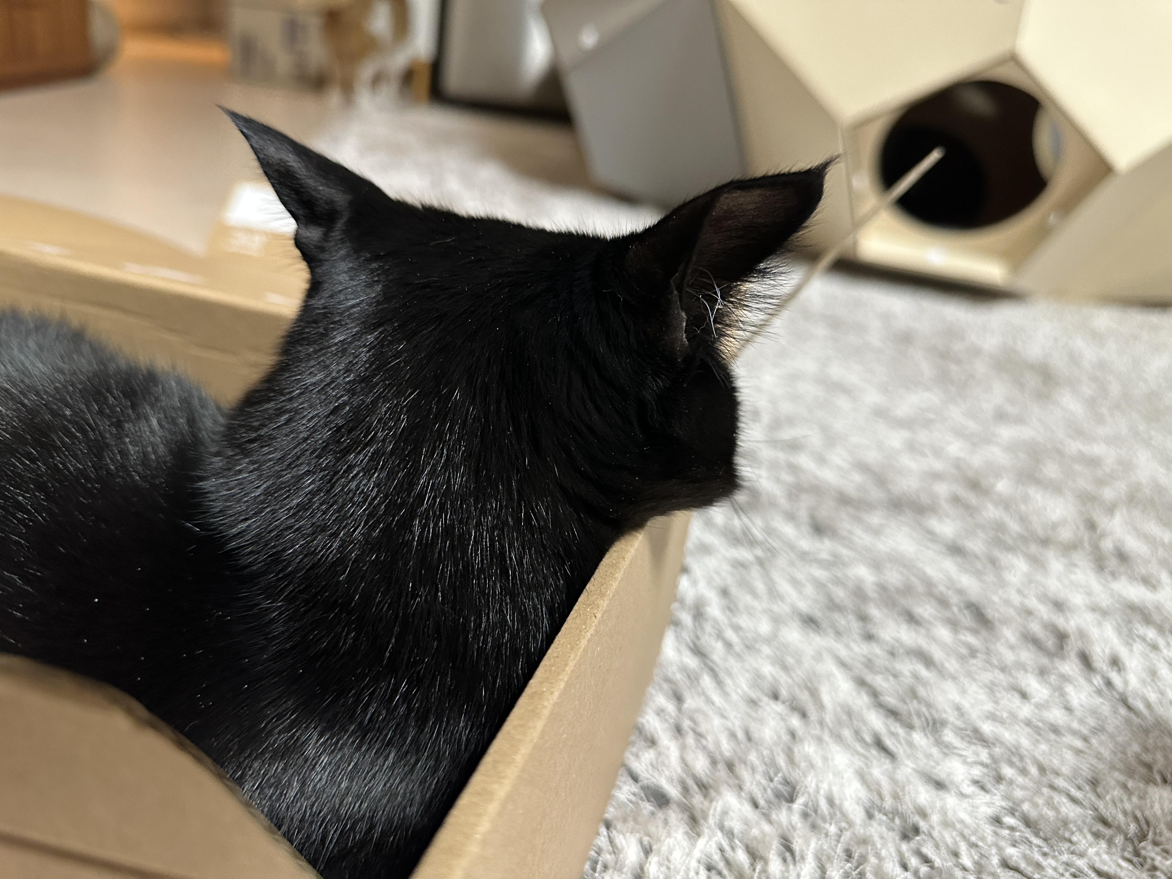 나이키-vs-아디다스!-건이의-선택을-받은-박스는?!-(feat.-막둥이,-호야,-요미)