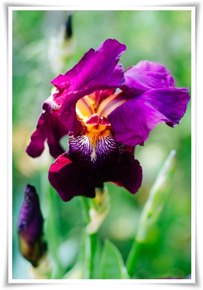 화초 &quot;붓꽃 키우기&quot; 아름다움과 놀라운 효능을 지닌 꽃 아이리스!