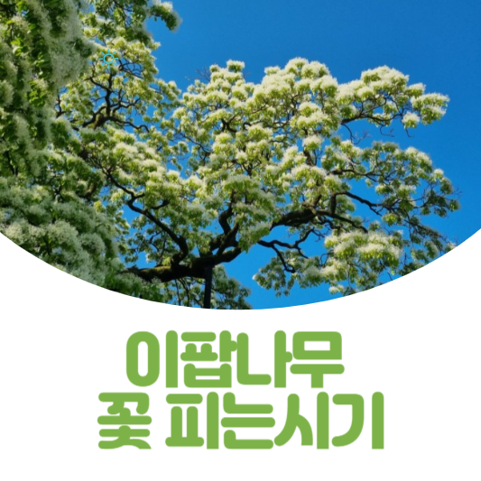 이팝나무