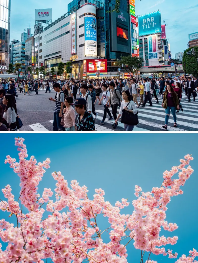 벚꽃 보러 가기 일본 - 2