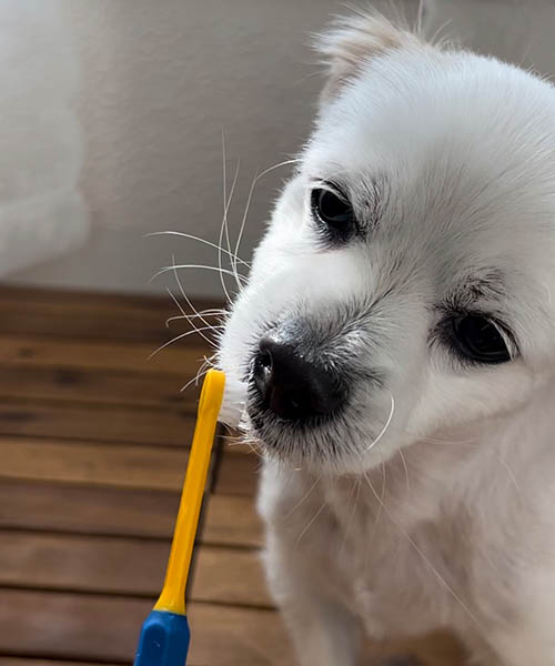 버박-치약으로-강아지-양치질