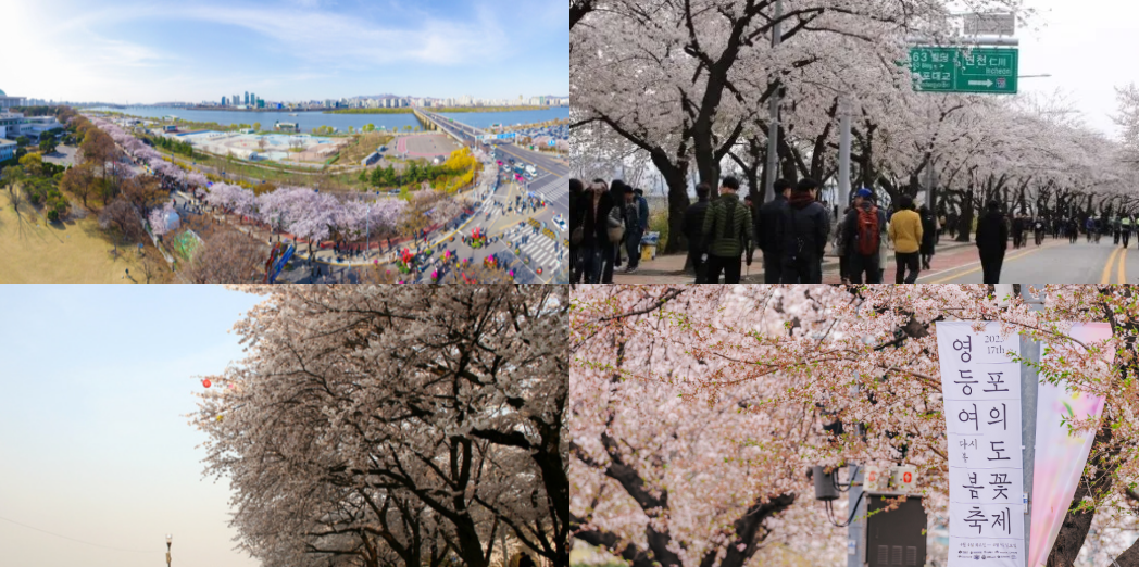 여의도 벚꽃 개화시기