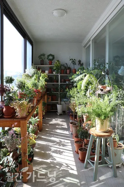 베란다정원 키우기 바람차단 햇빛차광 물주기 여름철 관리 요령_2