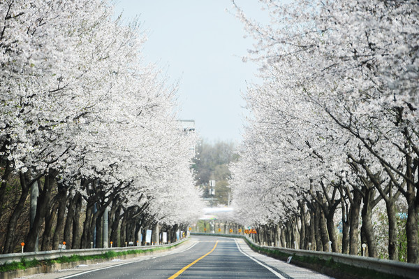 2024 전국 벚꽃 축제 명소 TOP 9