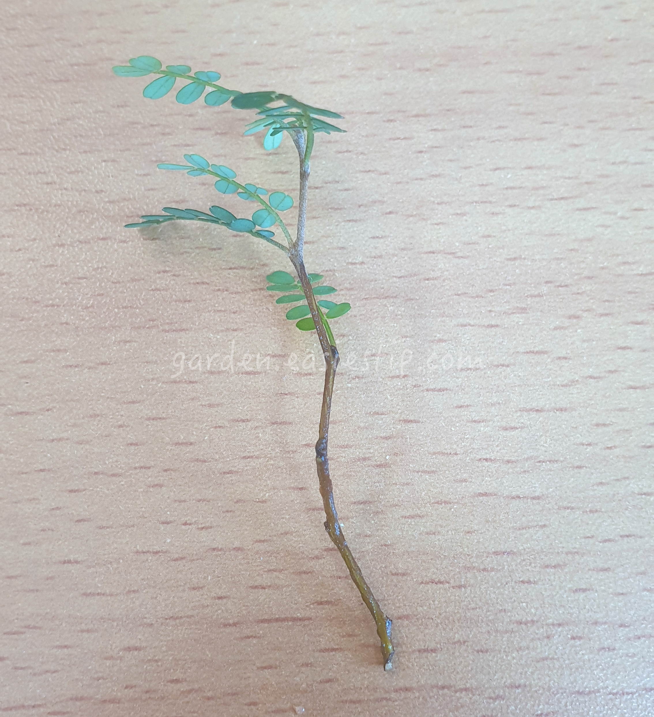 켈로스