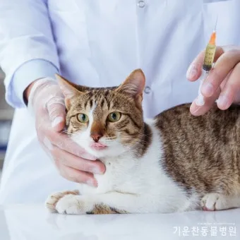고양이 갑상선 기능 항진증 원인 증상 수치 관리법 총정리 정리자료_12