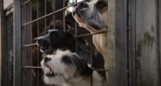 뤡 베송의 영화 도그맨 중 강아지가 나오는 장면