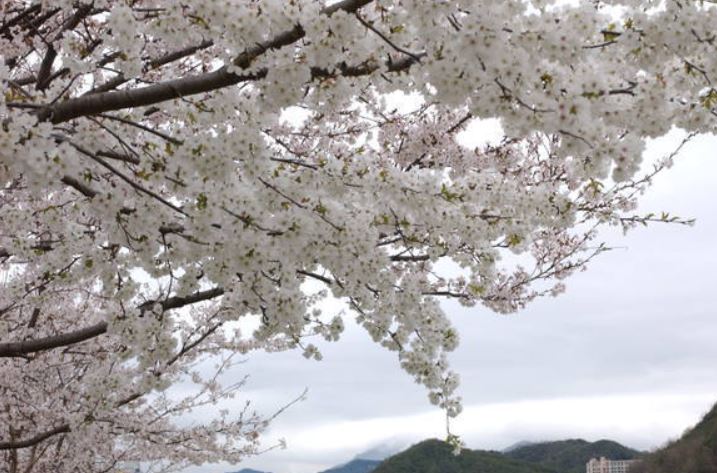 완주 벚꽃