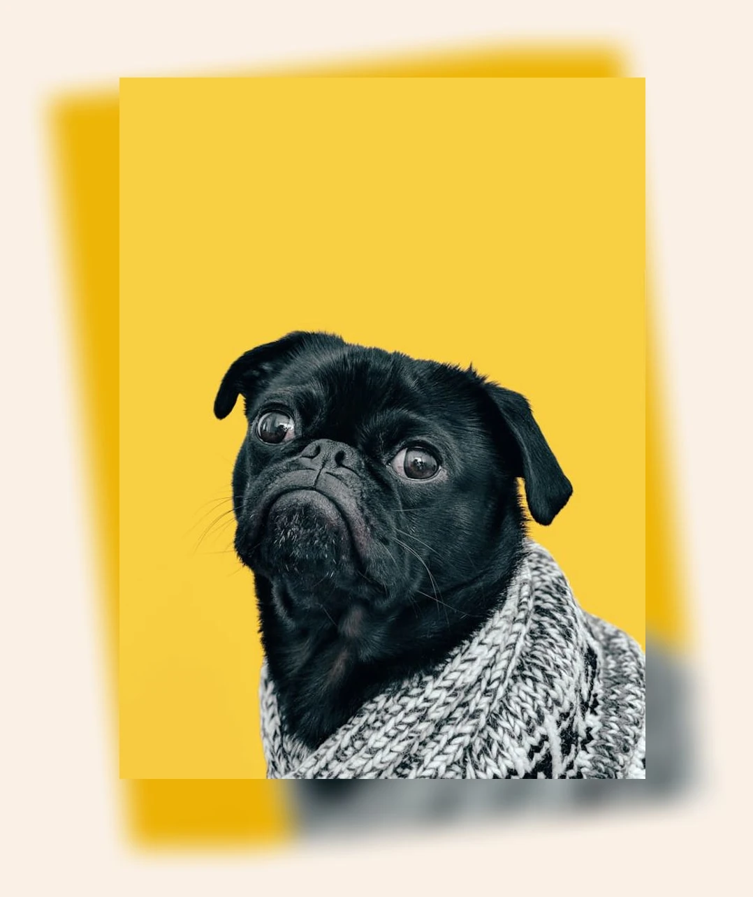 반려동물 식탁_2_subsection