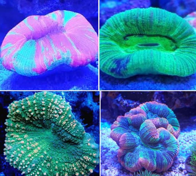 산호의 종류 알아보기