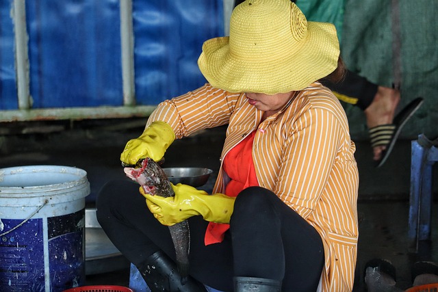 수산시장 회 고르는 법