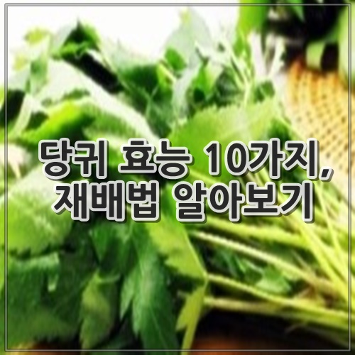 당귀 효능 10가지, 재배법 알아보기