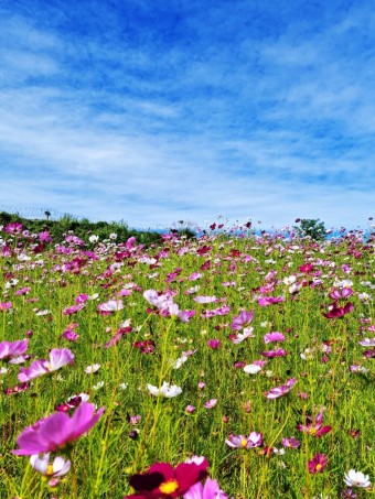 웨이뷰 코스모스 축제