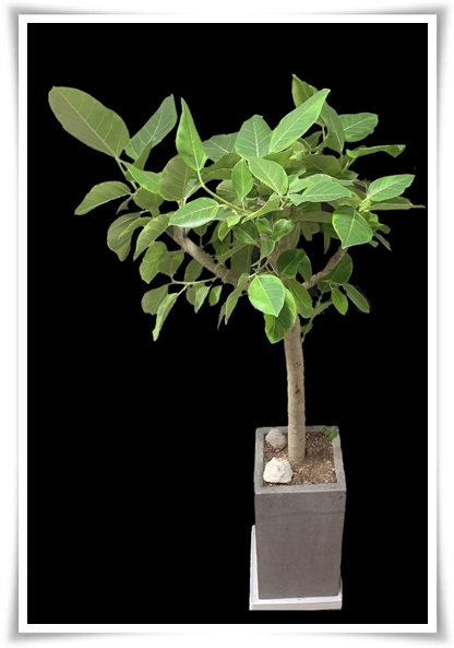 "고무나무 키우기" 실내 정원에 매력을 더하는 초록 친구!