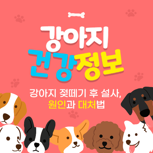 강아지 건강