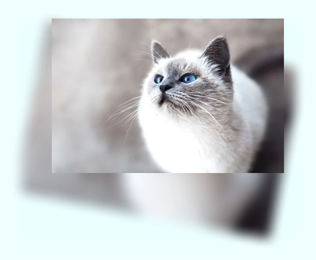 당뇨 고양이 사료_3_subsection