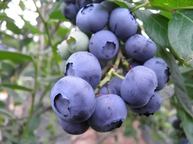 usda 식품 데이터 블루베리 칼로리