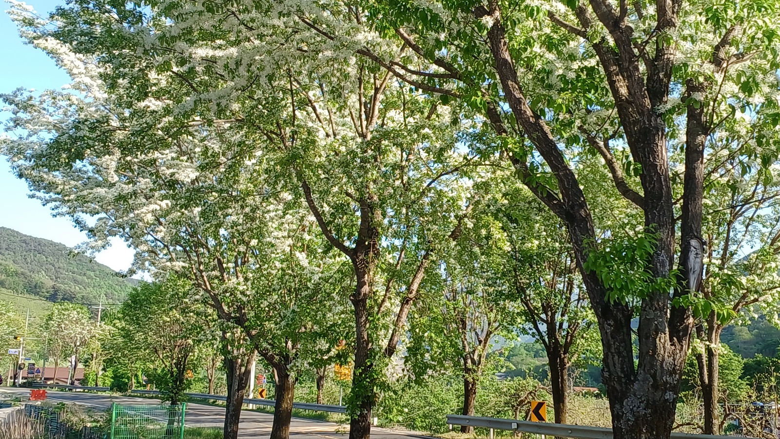 밀양댐 생태공원 이팝나무길