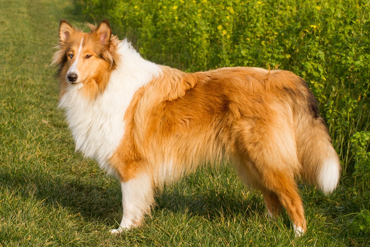 콜리(Collie)3