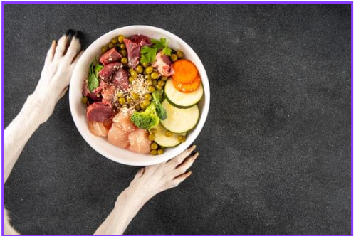 반려동물 건강식 필수 건강식 7가지