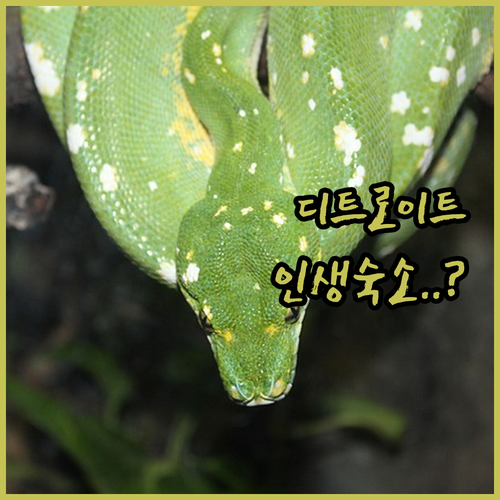 미시간 디트로이트 자유여행 숙소 예약..