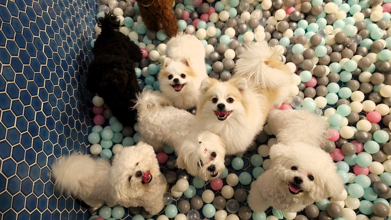 강남구 &amp;#39;설 명절 반려견 돌봄 쉼터&amp;#39; 운영 소식! [설날 강아지 애견 위탁 대상 비용 신청 방법]