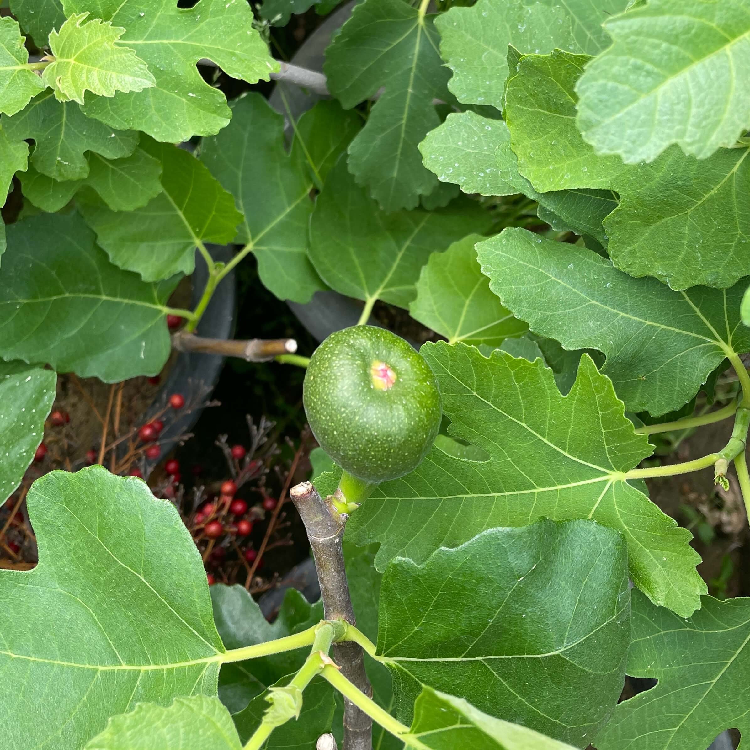 무화과열매 묘목 나무 키우는 방법