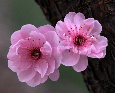 한국의 떡 종류 떡케이크-매화