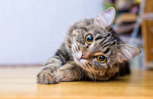 고양이한테 물렸을 때