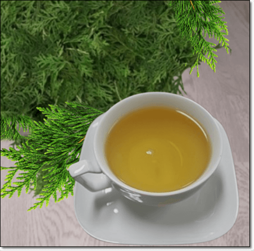 측백나무 먹는법