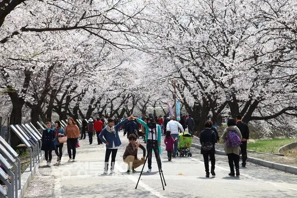 충주 수안보 벚꽃길2