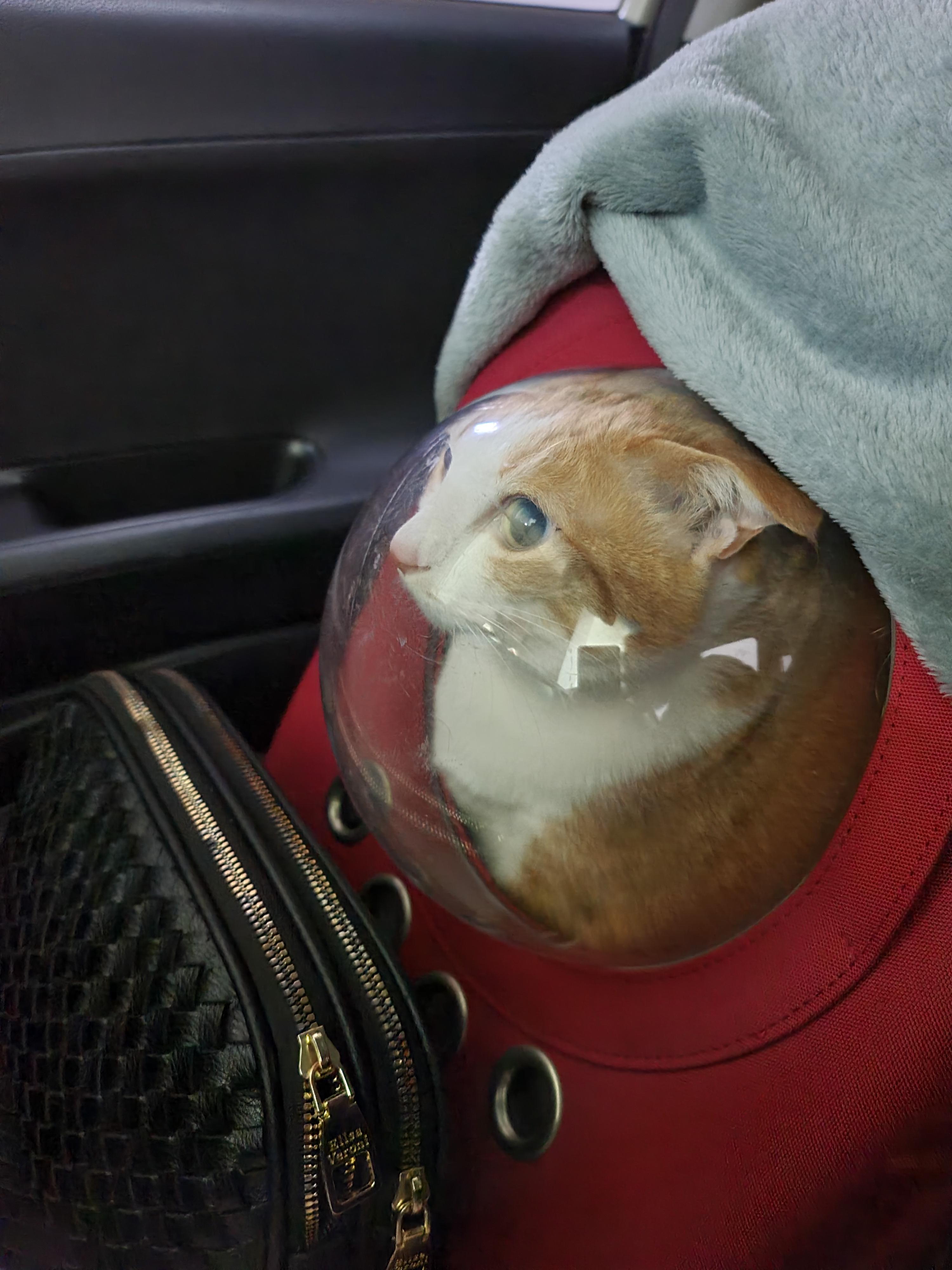 황달로 인한 호야의 입원. 고양이 황달.