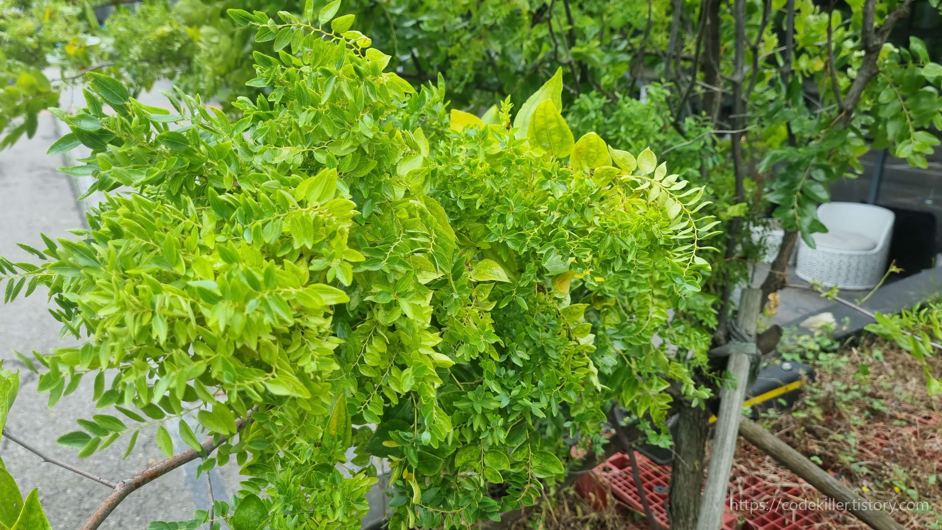 대추나무빗자루병