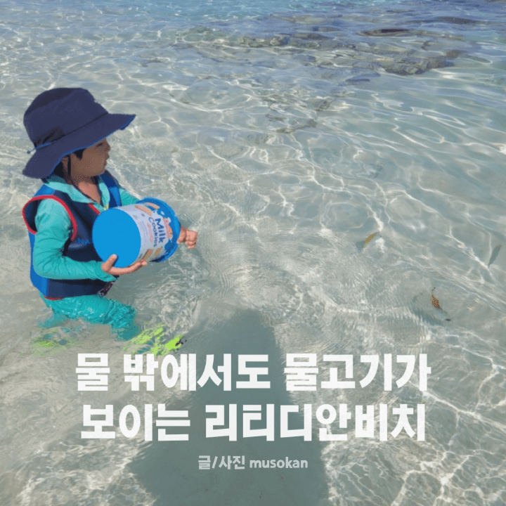 물밖에서도 물고기가 보이는 리티디안비치